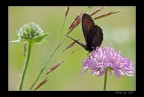 LUMIX FZ50 - 420mm mano libera