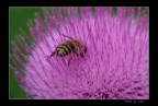 LUMIX FZ50 - 420mm mano libera