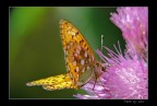 LUMIX FZ50 - 420mm+lente close up+2 - mano libera