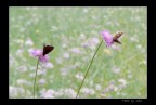 LUMIX FZ50 - 200mm circa mano libera