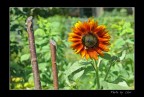 LUMIX FZ50