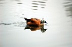 D70s-sigma300mm f4
iso400  1/120sec  f/5.0