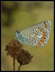 Farfalla