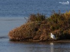 Oasi di Orbetello: la prima volta !