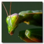 ALien...