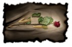Rosa_01
