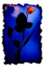 Rosa_04