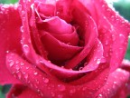 FOTO MACRO