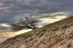 Albero solitario