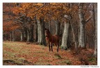 Cavallino