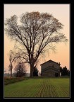 Un albero...semplicemente