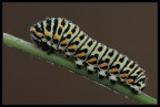 Bruco di Papilio Macaon