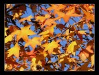 si st come d'autunno sugli alberi le foglie