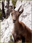 Incontro tra i monti di un giovane stambecco.