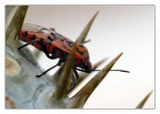 Cimice rossonera
