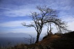 Solitario