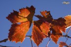 Autunno Chiantigiano