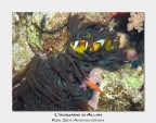 Mar Rosso, Isola di Tiran, Jackson Reef

Nikon Coolpix 4300 + Epoque 150-DS