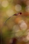 sberluccichi d'autunno