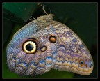 farfalla