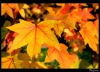 Autumn pt.2