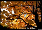 Autumn pt.3