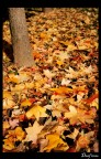 Autumn pt.4
