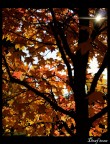 Autumn pt.8