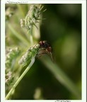 Mosca