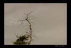 LUMIX FZ50 + 400mm circa + viraggio