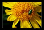 LUMIX FX50 + lente close-up +2