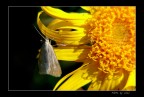 LUMIX FZ50 + lente close-up +2
