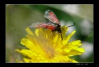 LUMIX FZ50 + lente close-up +2
