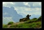 LUMIX FZ50 - 200mm circa