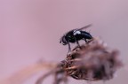 Macro autunnale