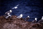 Ho sognato un gabbiano e di volar sulla sua ala.......