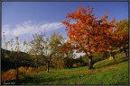 rosso autunno