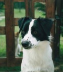 Il mio Lillo spiato dal suo nemico di giochi...

Foto scannerizzata da una stampa 10x15 (purtroppo la qualit  piuttosto bassa)

PS: foto dell'ultimo rullino, a giorni la K100D!!!!