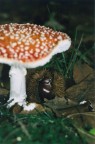Foto scannerizzata da una stampa 10x15 (purtroppo la qualit  piuttosto bassa)

PS: foto dell'ultimo rullino, a giorni la K100D!!!!