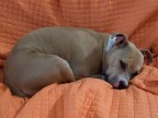 La mia cagnolona