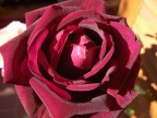 Rosa vellutata