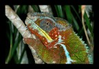colori