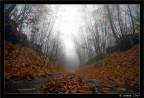 straight in the fog