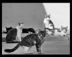 Scatto originale a colori, commenti e critiche sempre ben accetti. 
Peter