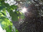 raggi di sole