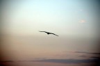 In volo