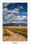 .: provence - lavandin :.