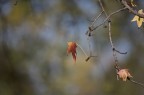 quadro d'autunno