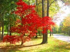 The maple at my school