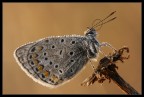 Licenide al sole